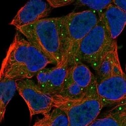 cGK1/PRKG1 Antibody, Novus Biologicals 0.1 mL | Buy Online | Novus Biologicals | Fisher Scientific