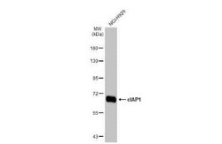 cIAP-1/HIAP-2 Antibody (HL1045), Novus Biologicals 100 &mu;g; Unconjugated:Antibodies,