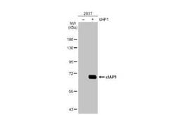 cIAP-1/HIAP-2 Antibody (HL1045), Novus Biologicals 100 &mu;g; Unconjugated:Antibodies,