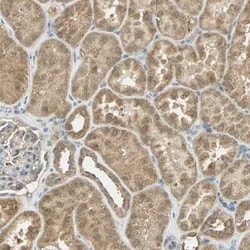 cIAP-1/HIAP-2 Antibody, Novus Biologicals 25 &mu;L; Unconjugated:Antibodies,