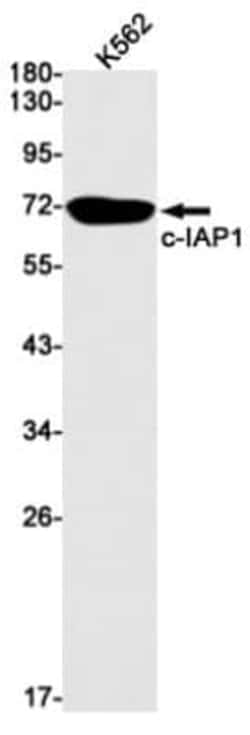 cIAP-1/HIAP-2 Antibody (S01-1C5), Novus Biologicals 100 &mu;g | Buy Online | Novus Biologicals | Fisher Scientific