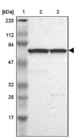 cIAP-1/HIAP-2 Antibody, Novus Biologicals 25 &mu;L; Unconjugated:Antibodies,