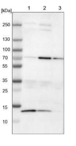 cIAP-1/HIAP-2 Antibody, Novus Biologicals 25 &mu;L; Unconjugated:Antibodies,