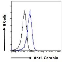 carabin Antibody, Novus Biologicals 0.1 mg | Buy Online | Novus Biologicals | Fisher Scientific