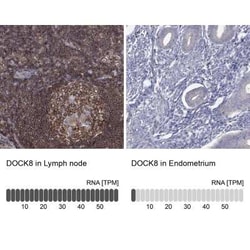 dedicator of cytokinesis 8 Rabbit anti-Human, Polyclonal, Novus Biologicals:Antibodies:Primary