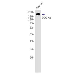 dedicator of cytokinesis 8 Antibody (S04-3E6), Novus Biologicals 50 &mu;g;