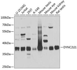 dynein, cytoplasmic 2, light intermediate chain 1 Antibody - BSA Free,