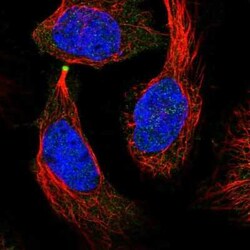 eEF1A2 binding protein Antibody, Novus Biologicals:Antibodies:Primary Antibodies