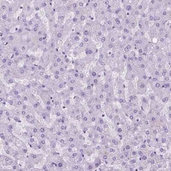 eEF1A2 binding protein Antibody, Novus Biologicals:Antibodies:Primary Antibodies