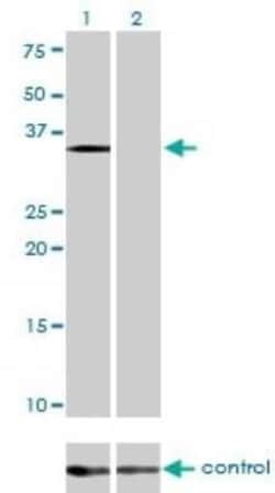 eIF2 alpha/EIF2S1 Antibody (3H12-C11), Novus Biologicals 0.1 mg | Buy Online | Novus Biologicals | Fisher Scientific