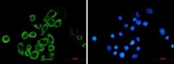 eIF2A Rabbit anti-Human, Mouse, Rat, Clone: S08-8E2, Novus Biologicals