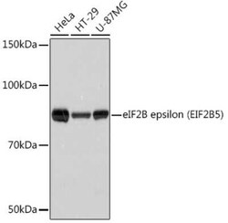 eIF2B epsilon Rabbit anti-Human, Mouse, Rat, Clone: 5M2D4, Novus Biologicals:Antibodies:Primary
