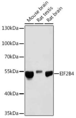 eIF2B4 Antibody - Azide and BSA Free, Novus Biologicals:Antibodies:Primary
