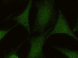 eIF3K Antibody (01), Novus Biologicals 50 &mu;g; Unconjugated:Antibodies,