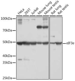 eIF3e Rabbit anti-Human, Mouse, Rat, Clone: 3H4N2, Novus Biologicals 100 &mu;g | Buy Online | Novus Biologicals | Fisher Scientific