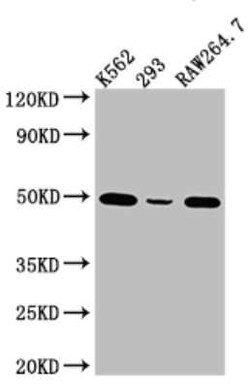 eIF4A1 Antibody (7C3), Novus Biologicals 100 &mu;g | Buy Online | Novus Biologicals | Fisher Scientific