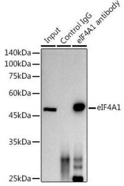 eIF4A1 Rabbit anti-Human, Mouse, Rat, Clone: 7D5K2, Novus Biologicals:Antibodies:Primary