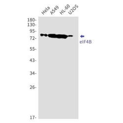 eIF4B Antibody (S07-2H2), Novus Biologicals 100 &mu;g; Unconjugated:Antibodies,