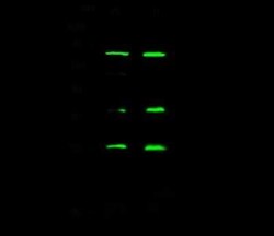 eIF4E Antibody, Novus Biologicals 50 &mu;g, Unconjugated:Antibodies, Polyclonal