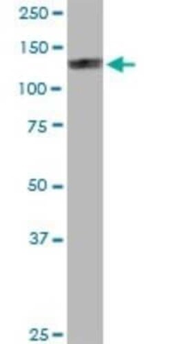 eIF4ENIF1 Antibody, Novus Biologicals 0.05 mg | Buy Online | Novus Biologicals | Fisher Scientific