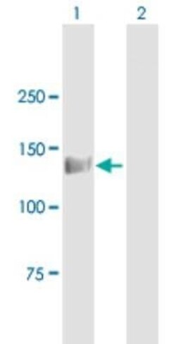 eIF4ENIF1 Antibody, Novus Biologicals 0.05 mg | Buy Online | Novus Biologicals | Fisher Scientific