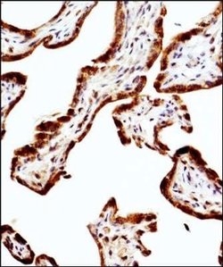 eNOS Antibody (6H2) - Azide and BSA Free, Novus Biologicals 0.1 mL; Unconjugated:Antibodies,