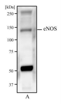 eNOS Antibody (6H2) - Azide and BSA Free, Novus Biologicals 0.1 mL; Unconjugated:Antibodies,