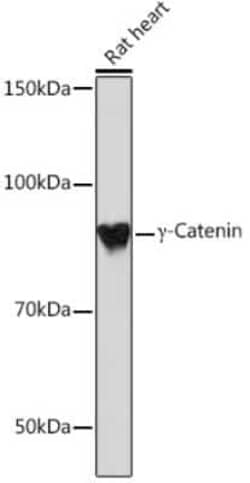 gamma Catenin Rabbit anti-Human, Mouse, Rat, Clone: 9O2K8, Novus Biologicals 20 &mu;g | Buy Online | Novus Biologicals | Fisher Scientific