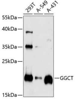 gamma-Glutamylcyclotransferase/CRF21/GGCT Antibody - Azide and BSA Free,
