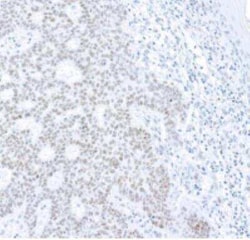Histone H2AX, p Ser139 Antibody (BLR053F), Novus Biologicals 100 &mu;g | Buy Online | Novus Biologicals | Fisher Scientific