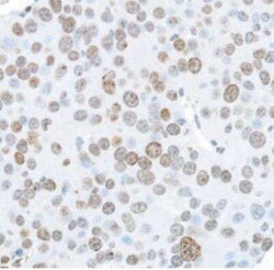Histone H2AX, p Ser139 Antibody (BLR053F), Novus Biologicals 100 &mu;g | Buy Online | Novus Biologicals | Fisher Scientific