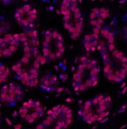 Histone H2AX, p Ser139 Antibody (BLR053F), Novus Biologicals 100 &mu;g | Buy Online | Novus Biologicals | Fisher Scientific
