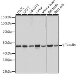 gamma Tubulin Rabbit anti-Human, Mouse, Rat, Clone: 5R3N3, Novus Biologicals:Antibodies:Primary