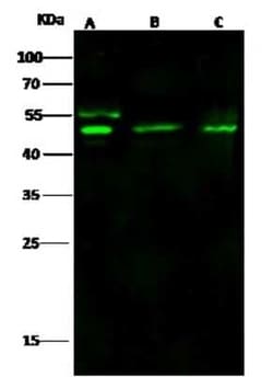 gamma Tubulin Antibody, Novus Biologicals:Antibodies:Primary Antibodies