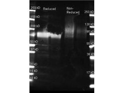 Glucose Oxidase Antibody, Novus Biologicals 50 &mu;g | Buy Online | Novus Biologicals | Fisher Scientific