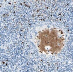 gp130/CD130 Antibody, Novus Biologicals 0.1 mL | Buy Online | Novus Biologicals | Fisher Scientific