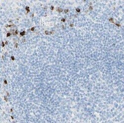 gp130/CD130 Antibody, Novus Biologicals 0.1 mL | Buy Online | Novus Biologicals | Fisher Scientific