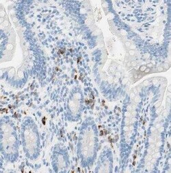 gp130/CD130 Antibody, Novus Biologicals 0.1 mL | Buy Online | Novus Biologicals | Fisher Scientific