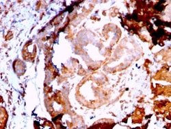 gp96/HSP90B1/GRP94 Antibody (HSP90B1/3168R) - Azide and BSA Free, Novus
