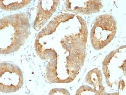 gp96/HSP90B1/GRP94 Antibody (9G10.F8.2), Novus Biologicals:Antibodies:Primary
