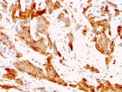 gp96/HSP90B1/GRP94 Antibody (9G10.F8.2), Novus Biologicals:Antibodies:Primary