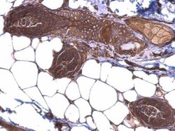 gp96/HSP90B1/GRP94 Antibody, Novus Biologicals gp96/HSP90B1/GRP94 Antibody;
