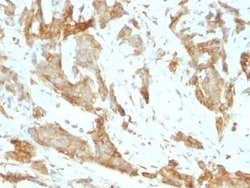 gp96/HSP90B1/GRP94 Antibody (SPM249), Novus Biologicals:Antibodies:Primary