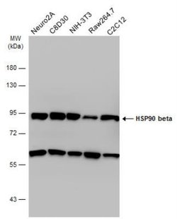 gp96/HSP90B1/GRP94 Antibody, Novus Biologicals gp96/HSP90B1/GRP94 Antibody;