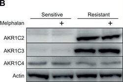 Aldo-keto Reductase 1C4/AKR1C4 Antibody (2C11), Novus Biologicals 0.1 mg | Buy Online | Novus Biologicals | Fisher Scientific