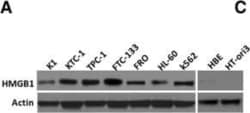 HMGB1/HMG-1 Antibody (2F6), Novus Biologicals 0.1 mg | Buy Online | Novus Biologicals | Fisher Scientific