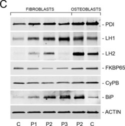 Protein Disulfide Isomerase/P4HB Antibody, Novus Biologicals 0.05 mg, Unconjugated:Antikörper