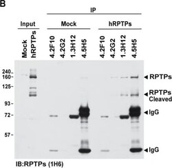 PTP sigma/PTPRS Antibody (1H6), Novus Biologicals 0.1 mg | Buy Online | Novus Biologicals | Fisher Scientific