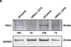 RGL2 Antibody (4D10), Novus Biologicals 0.1 mg, Unconjugated:Antibodies,