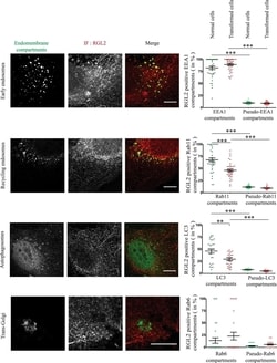RGL2 Antibody (4D10), Novus Biologicals 0.1 mg, Unconjugated:Antibodies,